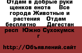 Отдам в добрые руки щенков енота. - Все города Животные и растения » Отдам бесплатно   . Дагестан респ.,Южно-Сухокумск г.